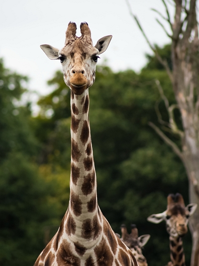 3 4 giraffe