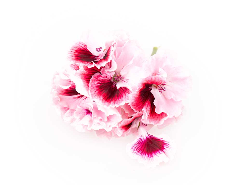pelargonium