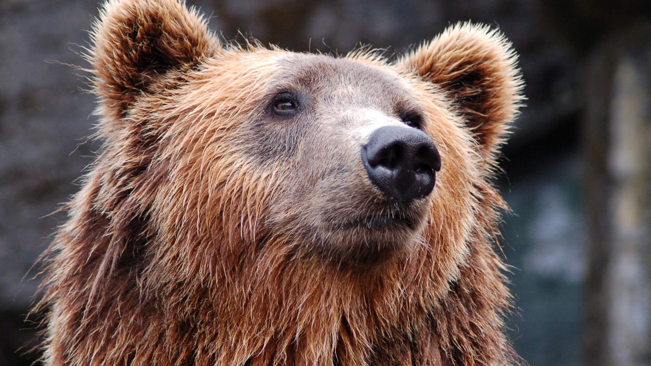 bear