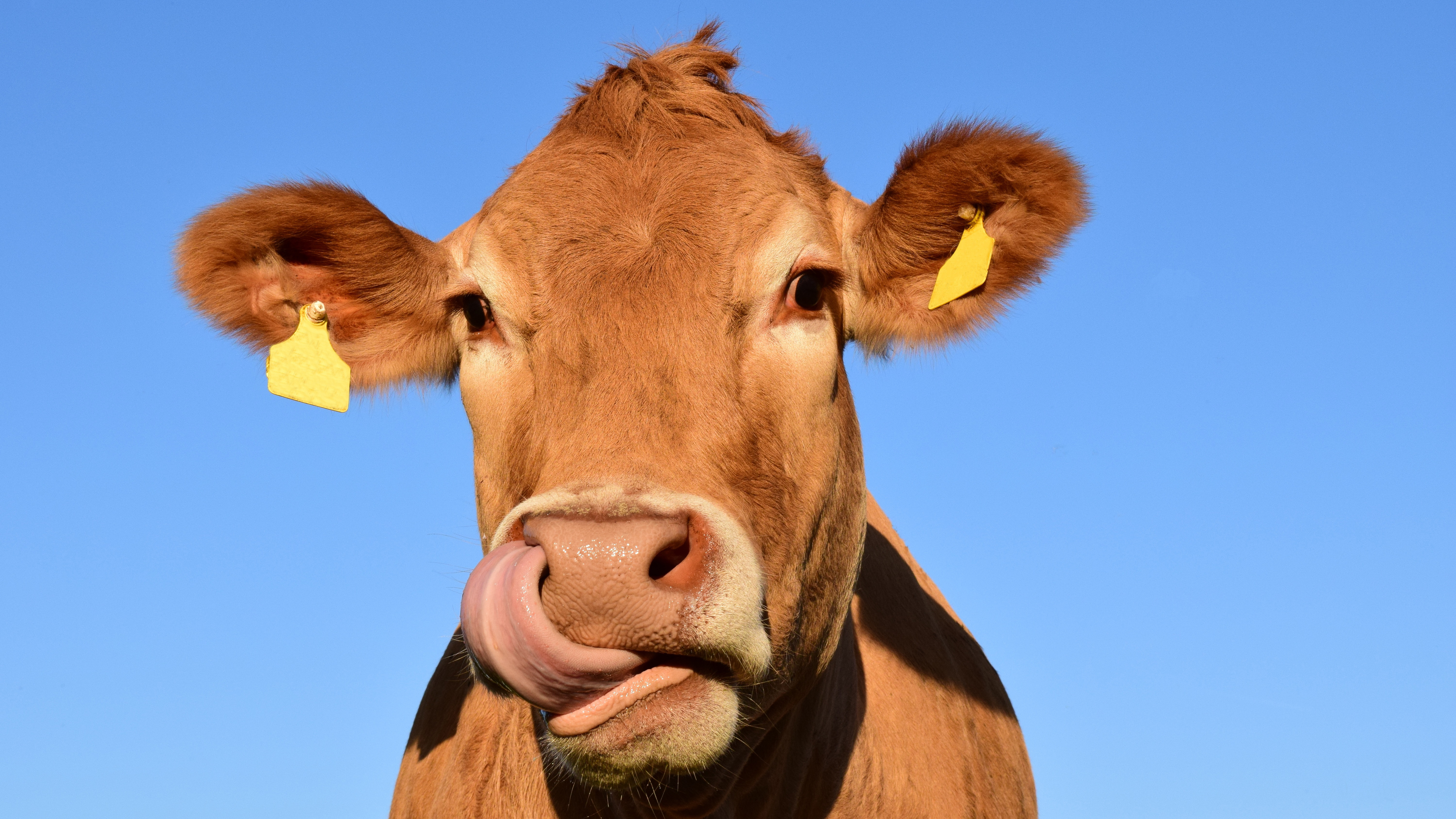 cow