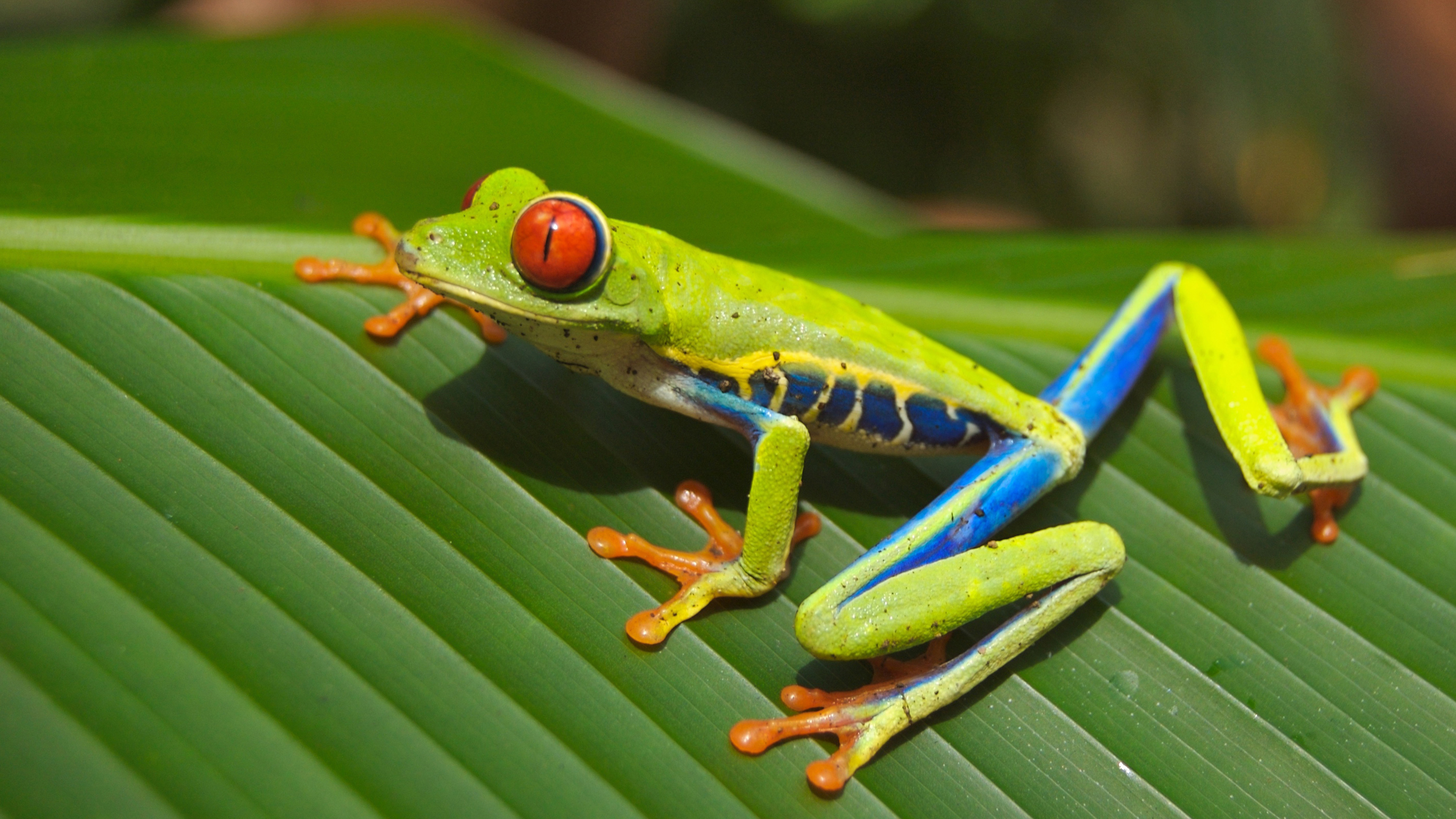 frog