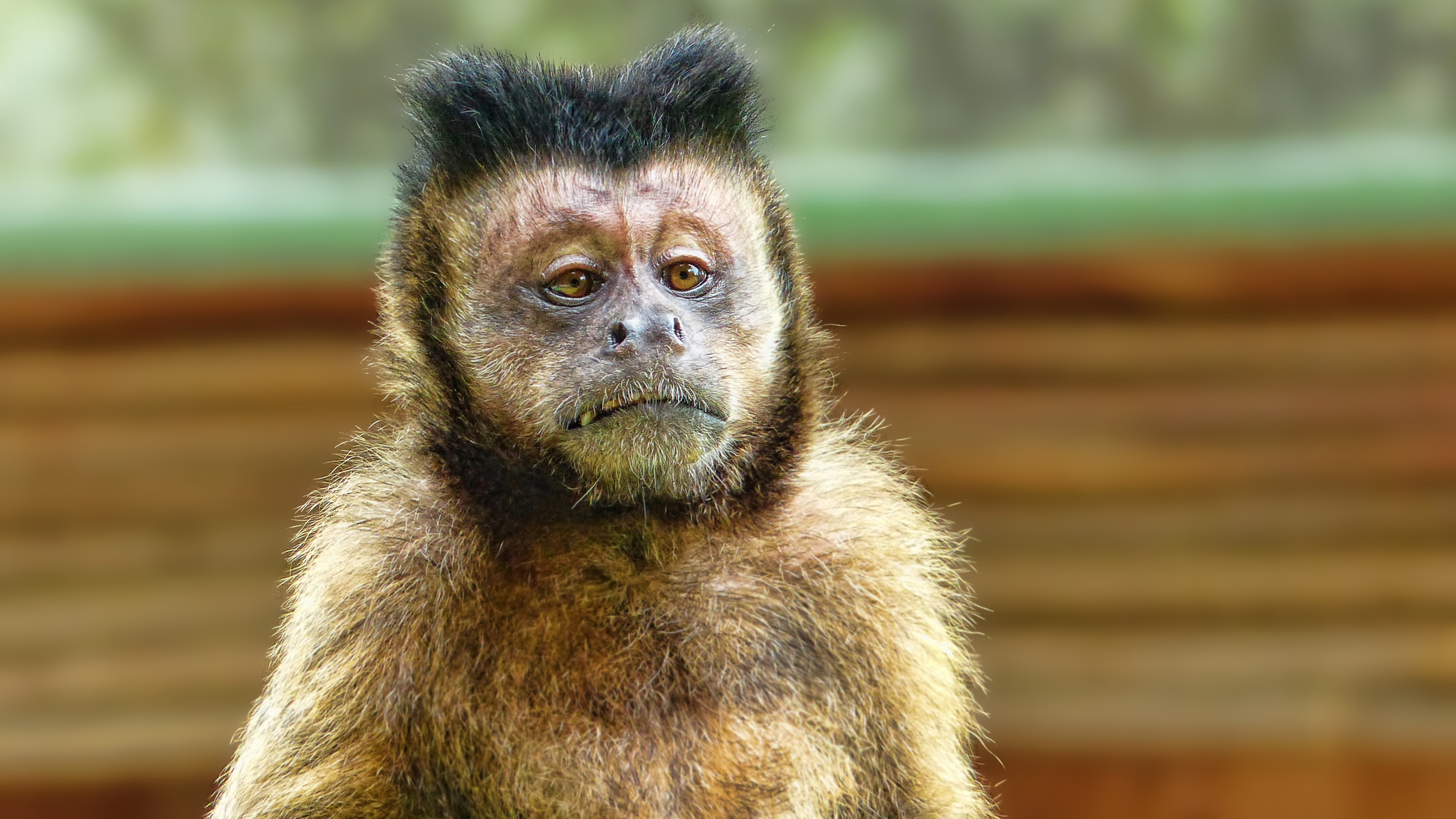 monkey