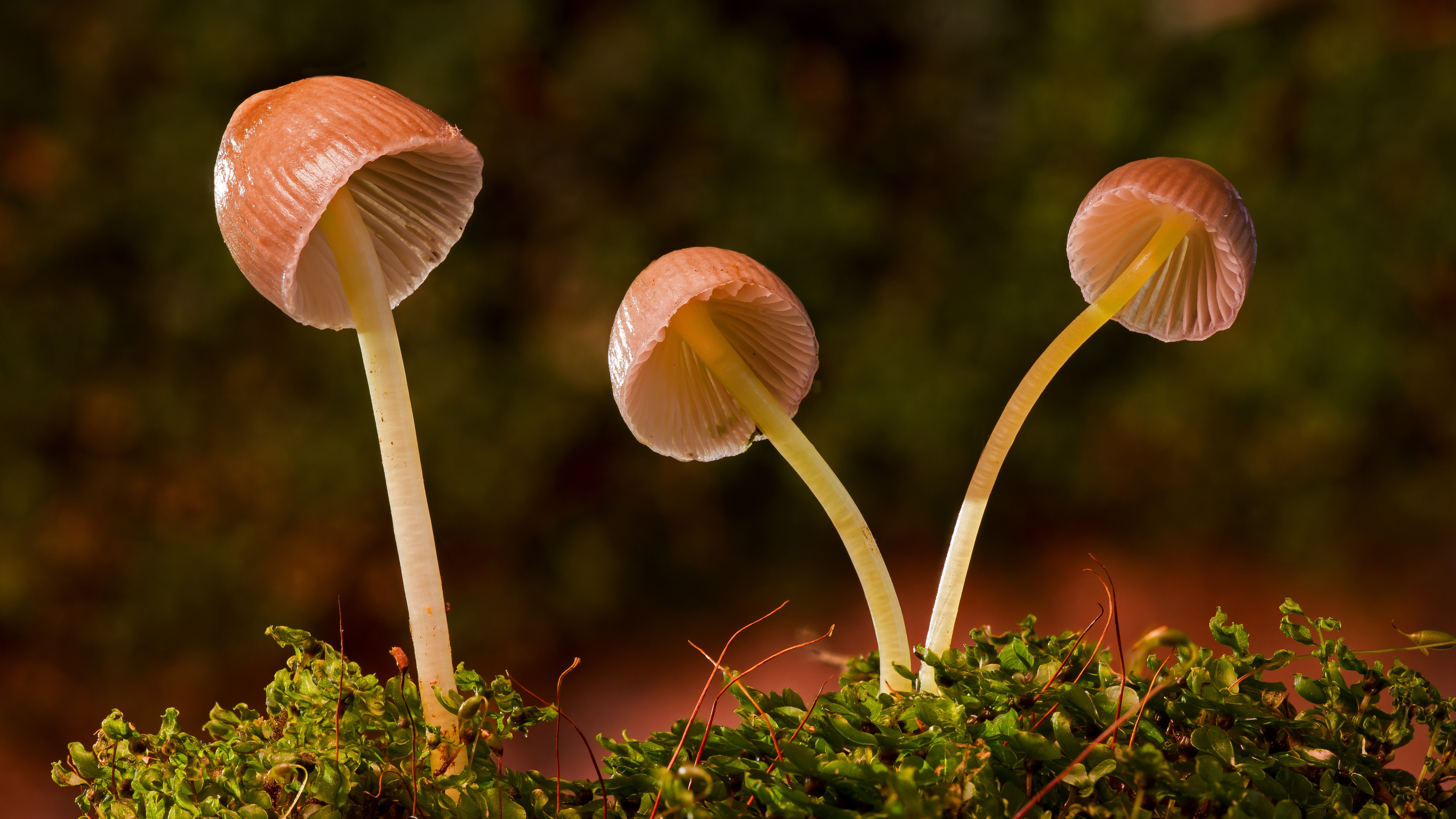 mushrooms